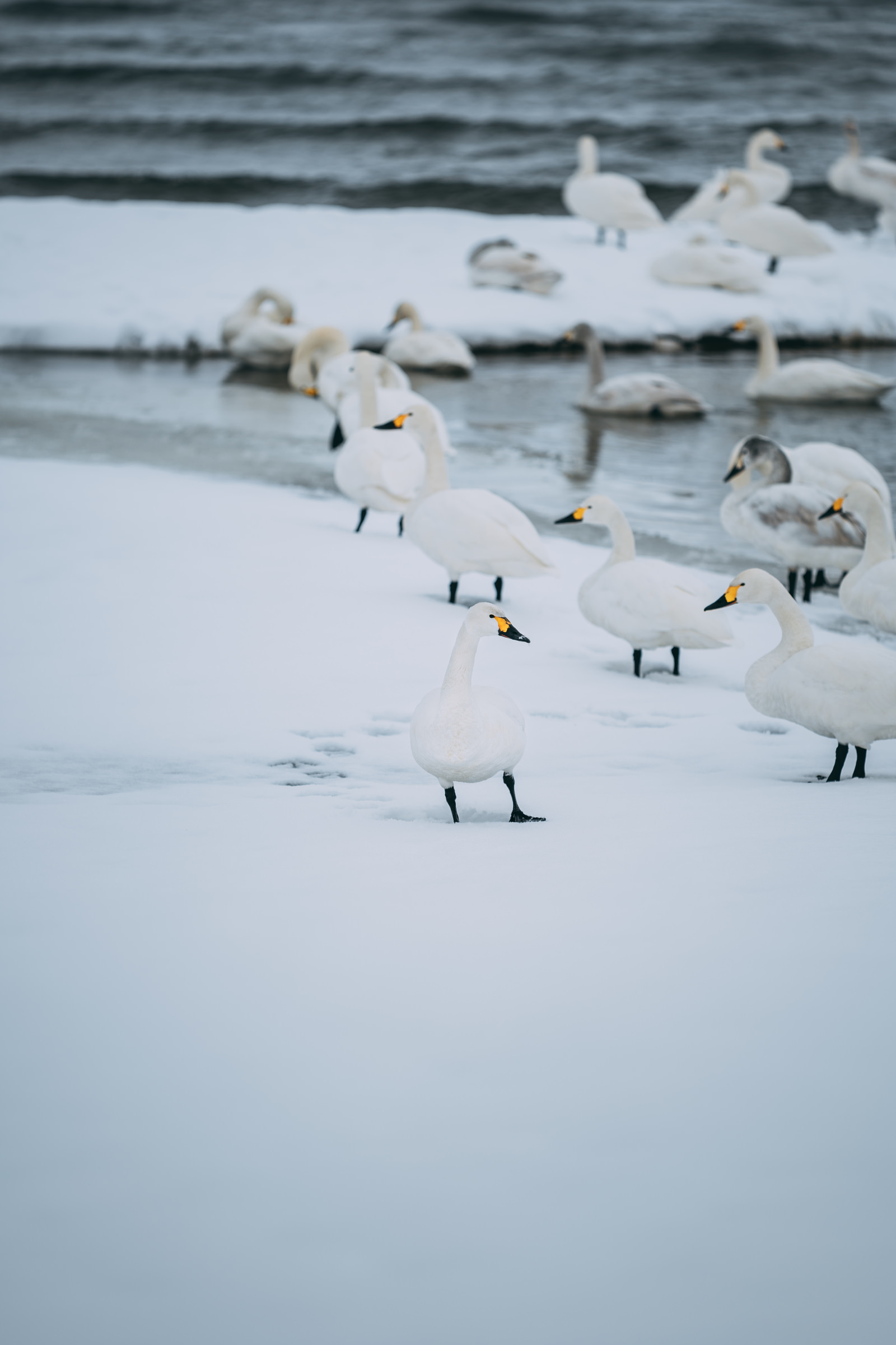 湖に白鳥の群れ