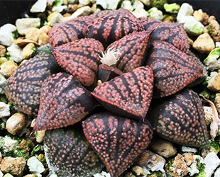 ハオルチア属赤黒モザイクピクタの写真