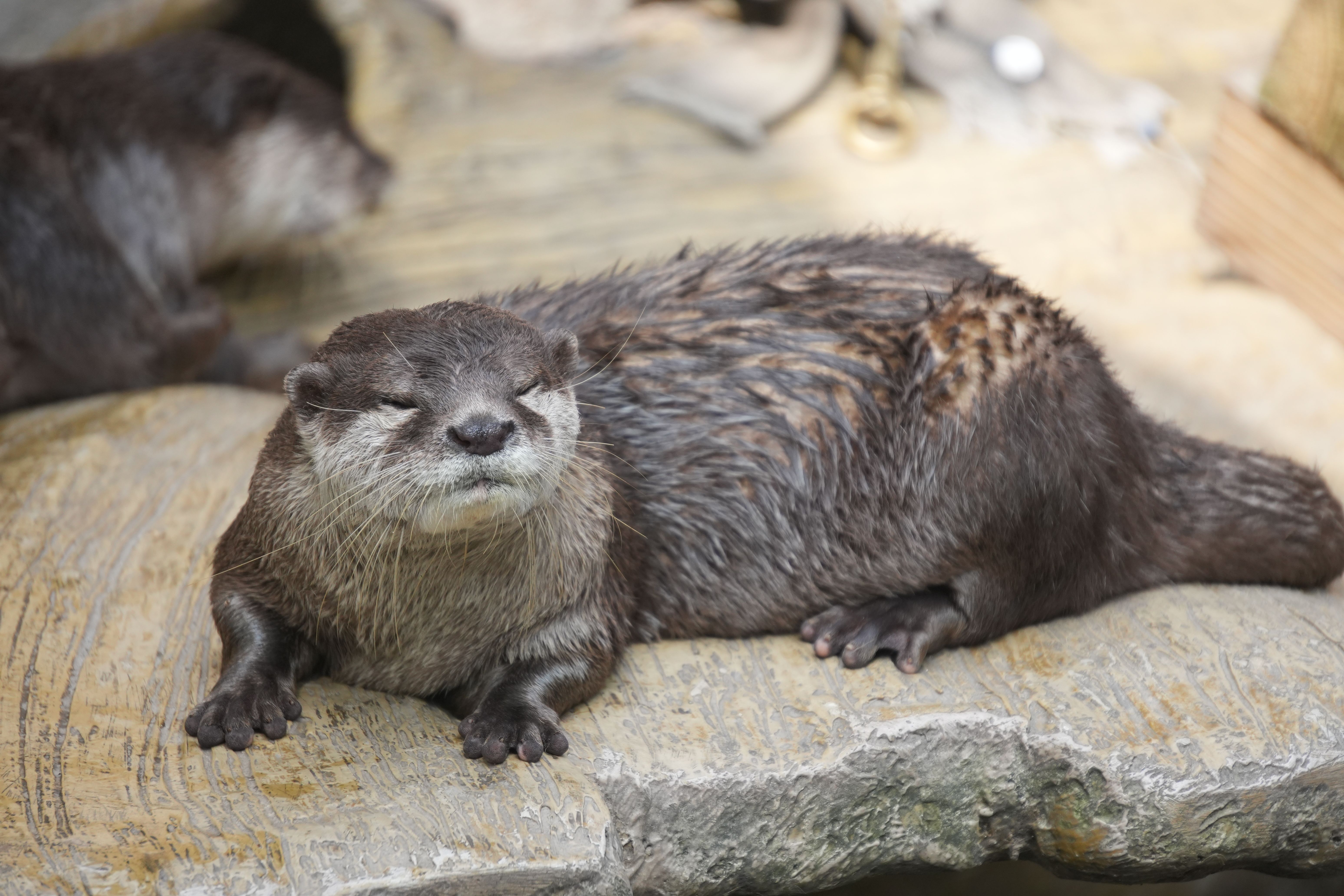 カワウソ
