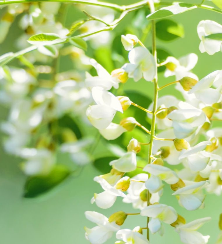 アカシアの花とはちみつ