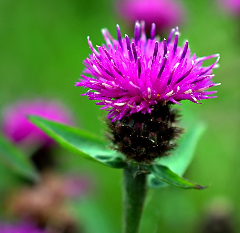 あざみの花とはちみつ