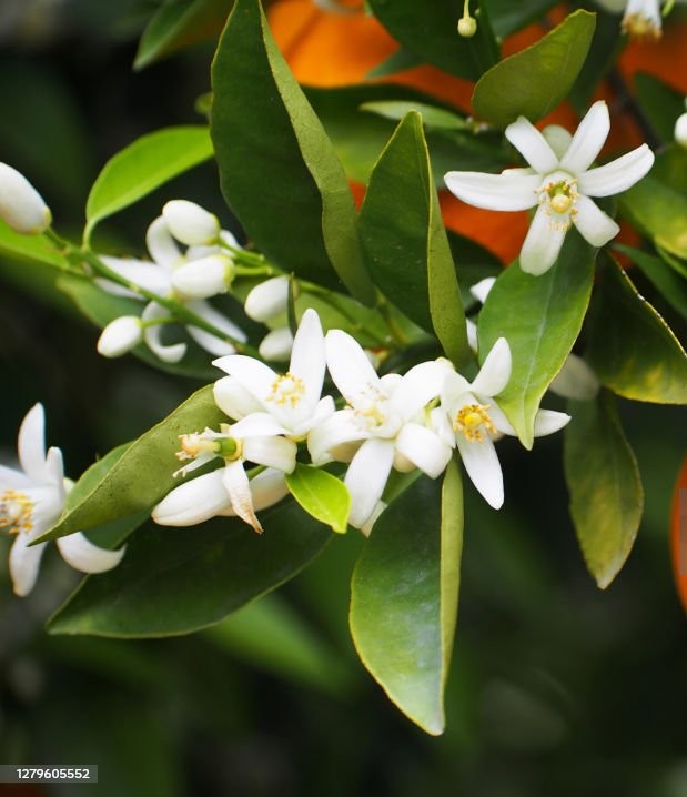 みかんの花とはちみつ