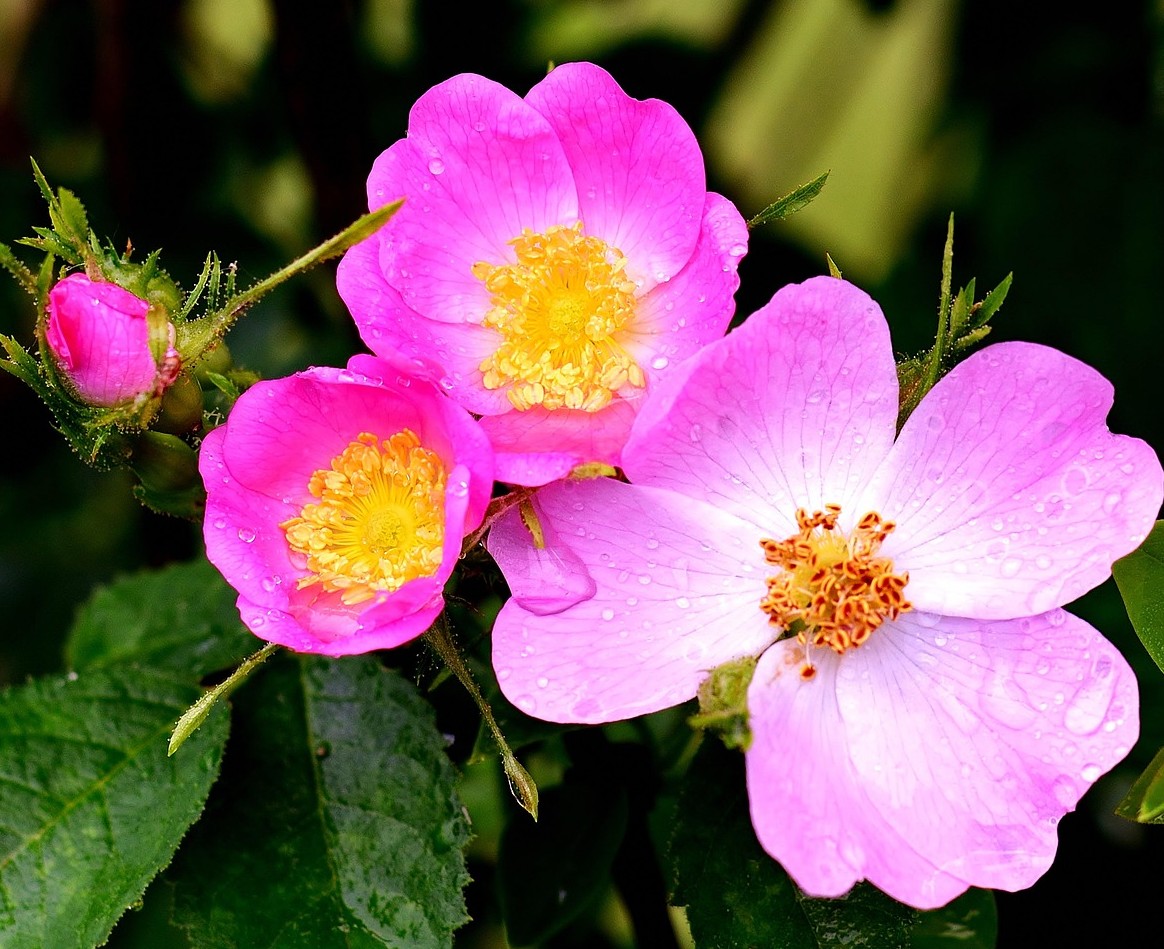 のばらの花とはちみつ