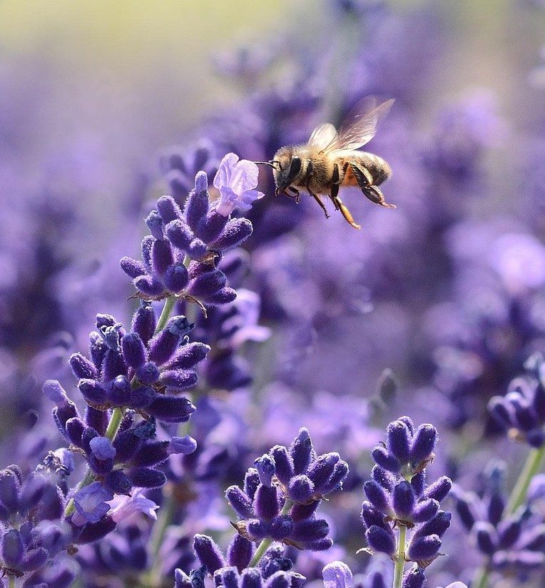 ラベンダーの花とはちみつ