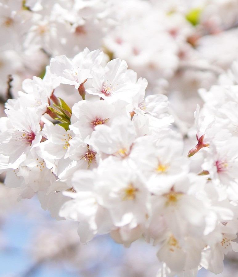 さくらの花とはちみつ