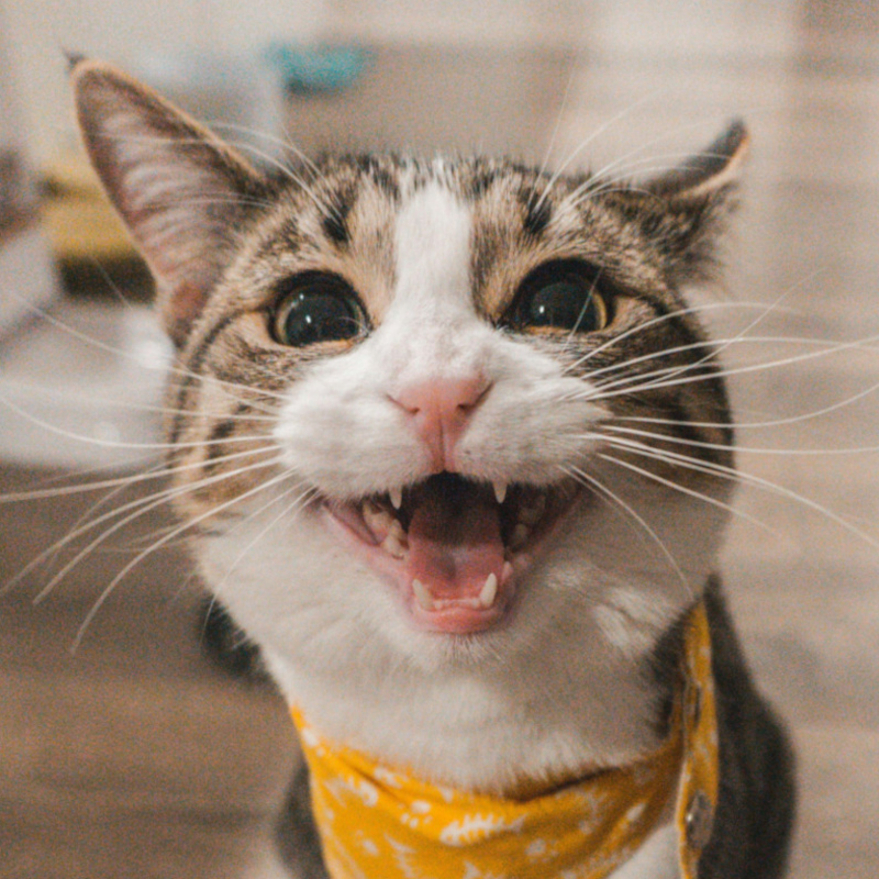 むぎの写真