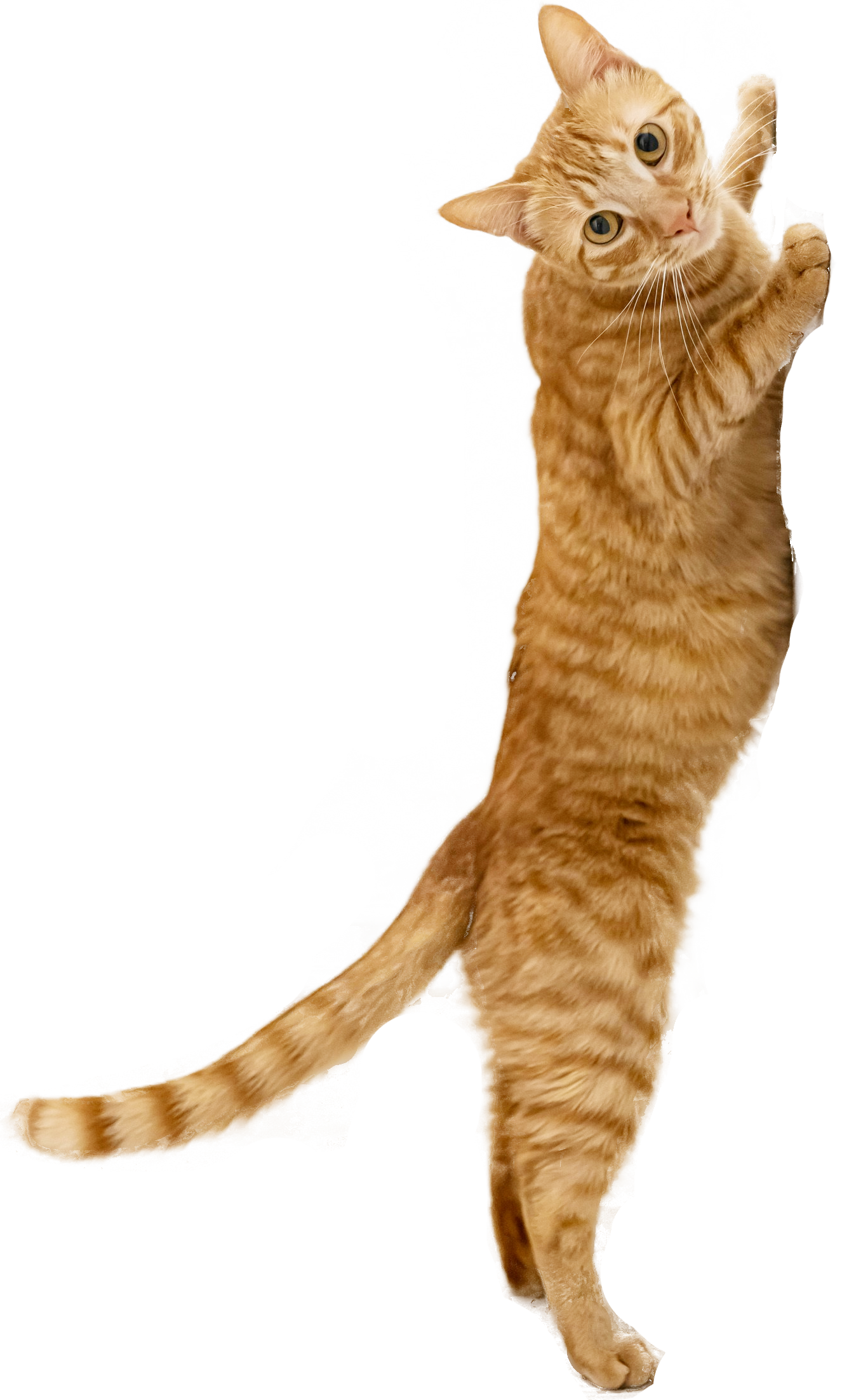 ねこの写真