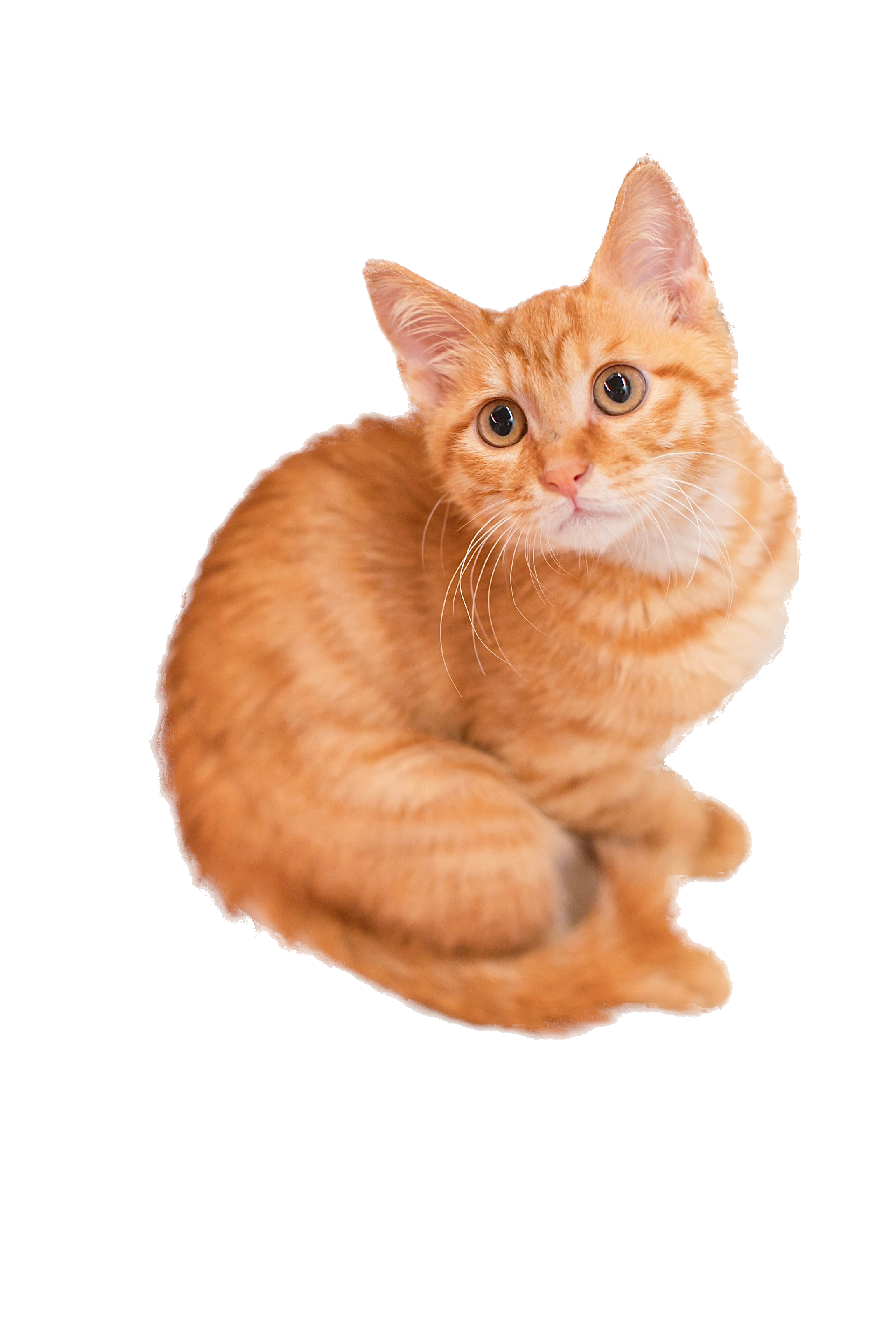 ねこの写真