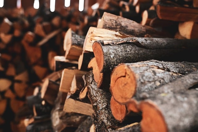 バイオマス写真